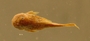 Pseudancistrus carneguiei FMNH 58351 1of5 dorsal b